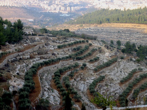 مستوطنون يشرعون بإقامة متنزه ثالث على أراضي الخضر جنوب بيت لحم