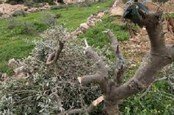 مستوطنون يقطعون أشجارا مثمرة ويسرقون أسلاك كهرباء جنوب نابلس