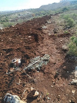 مستوطنون يقتلعون 50 شتلة زيتون ويهددون باقتلاع المزيد غرب سلفيت