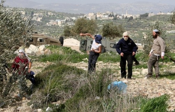 مستعمرون يحرقون أشجار زيتون ومحاصيل زراعية ويهاجمون مساكن البدو شمال اللبن الشرقية