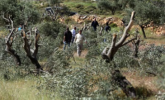 مستوطنون يقتلعون نحو 900 شتلة ويسرقون ثمار الزيتون من أراضي سبسطية