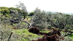 مستوطنون يقتلعون عشرات أشجار الزيتون ويشقون طريقا استيطانية شمال غرب نابلس